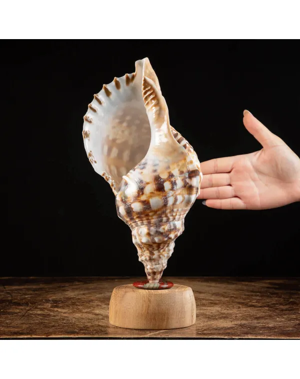 Charonia Lampas – La Conchiglia del Dio del Mare...
