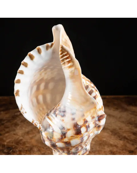 Charonia Lampas – La Conchiglia del Dio del Mare.