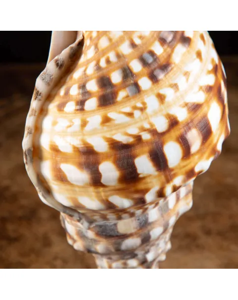 Charonia Lampas – La Conchiglia del Dio del Mare.