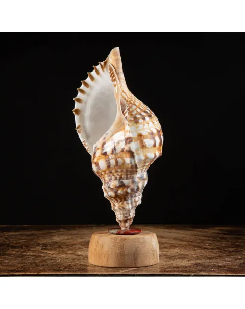 Charonia Lampas – La Conchiglia del Dio del Mare.