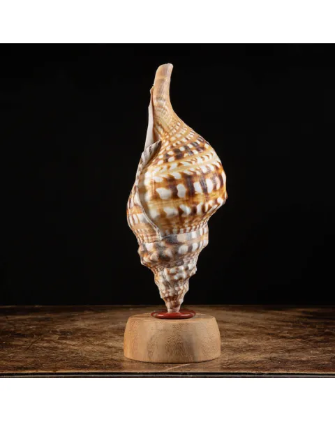 Charonia Lampas – La Conchiglia del Dio del Mare.