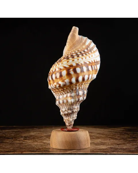 Charonia Lampas – La Conchiglia del Dio del Mare.