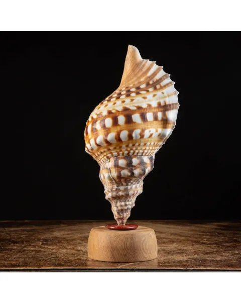 Charonia Lampas – La Conchiglia del Dio del Mare.