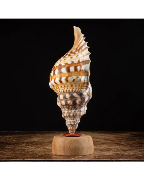 Charonia Lampas – La Conchiglia del Dio del Mare.