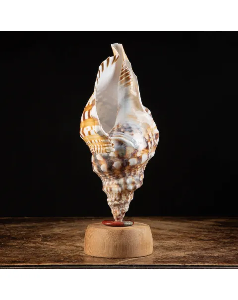Charonia Lampas – La Conchiglia del Dio del Mare.