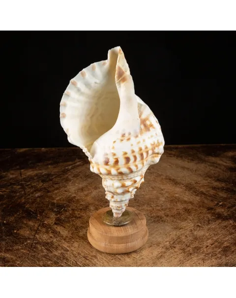 Charonia Lampas su piedistallo