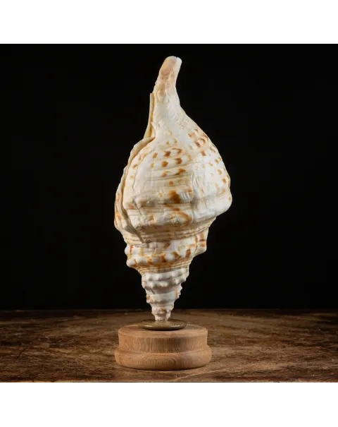 Charonia Lampas su piedistallo