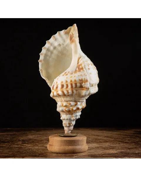 Charonia Lampas su piedistallo