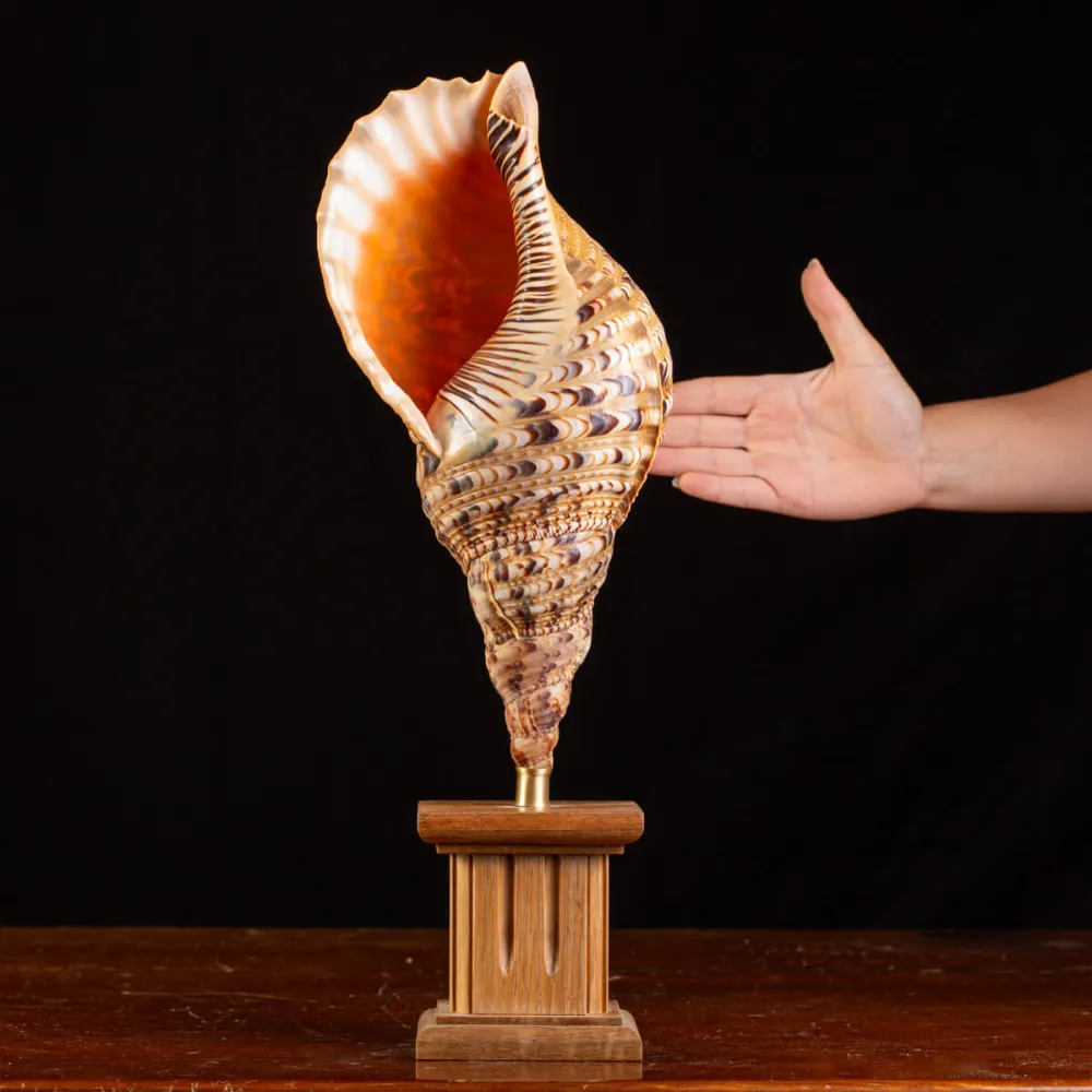 Charonia Tritonis - L’Essenza del Mare.