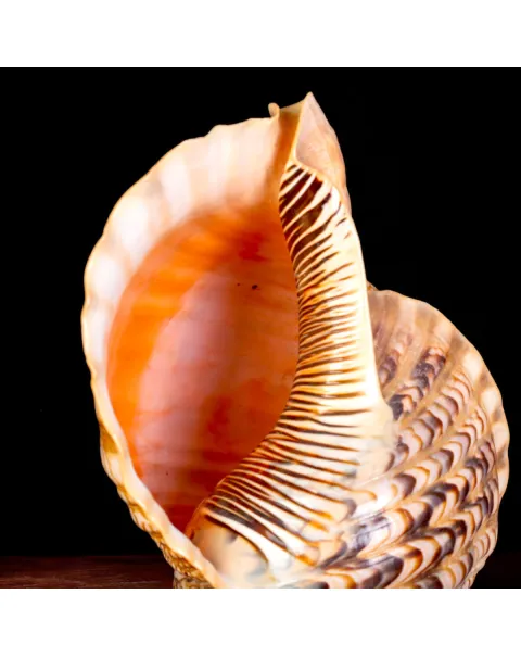 Charonia Tritonis – Il corno di Tritone.