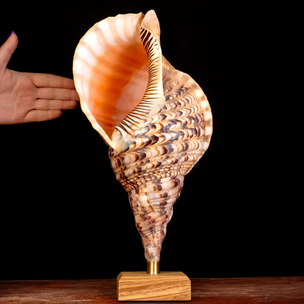 Charonia Tritonis – Il corno di Tritone.