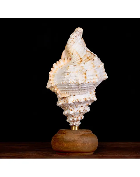 Charonia Lampas – Sicilia.