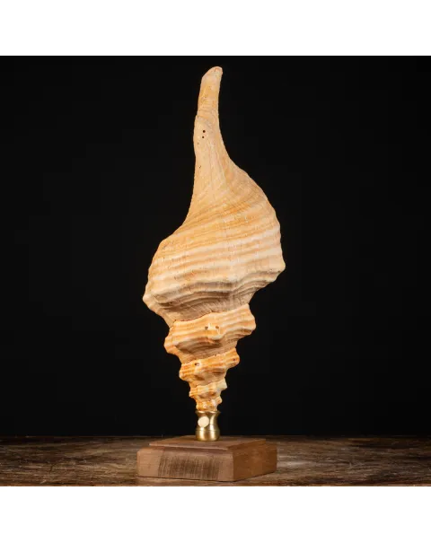 Conchiglia Tritone Gigante, Triplofusus Giganteus, montato su base ornamentale.