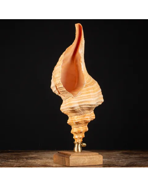 Conchiglia Tritone Gigante, Triplofusus Giganteus, montato su base ornamentale.