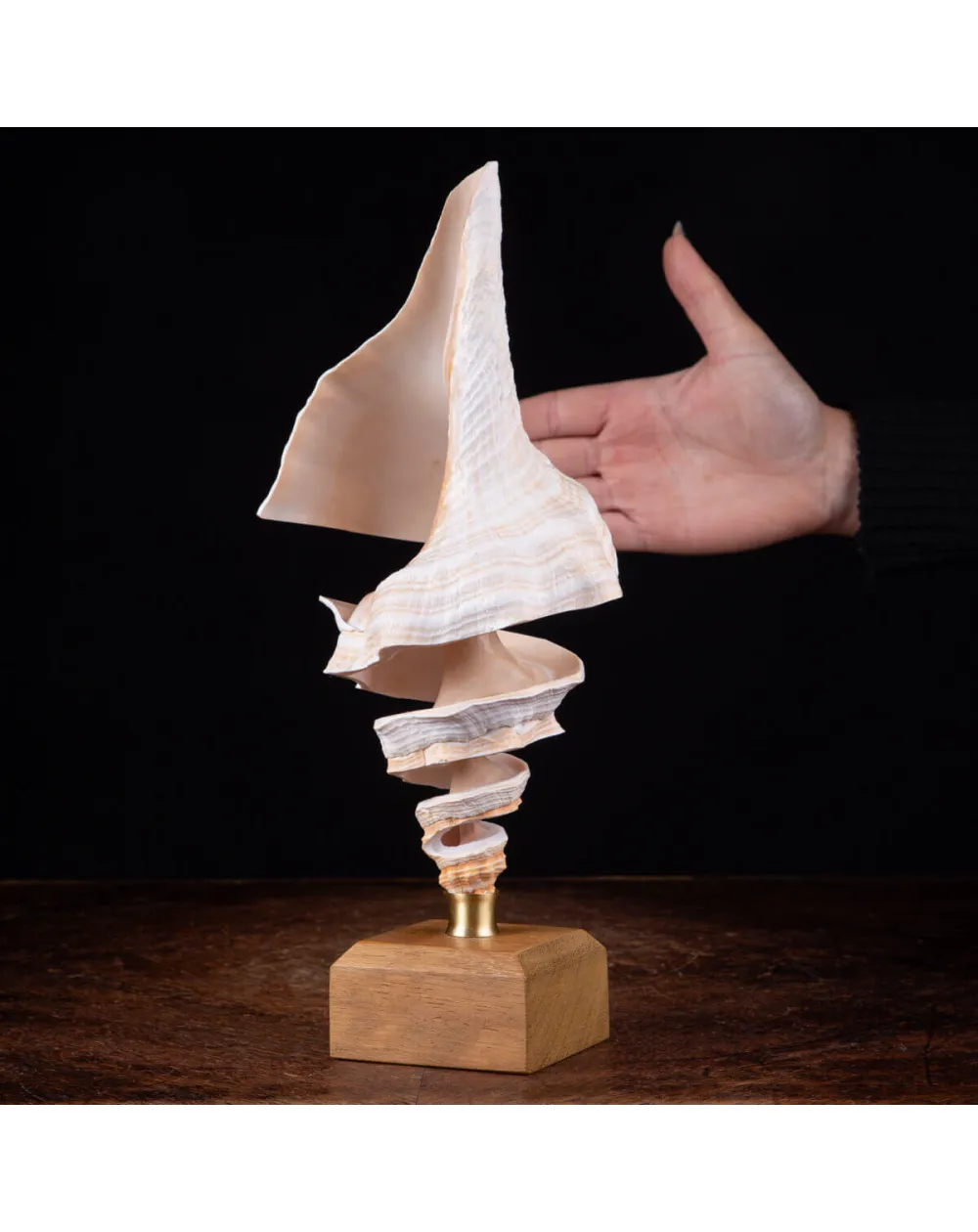 Spirale di Bellezza Marina: Il Triplofusus Giganteus Intagliato.