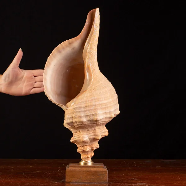 Meravigliso Triplofusus Giganteus.