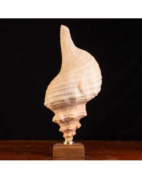 Meravigliso Triplofusus Giganteus.
