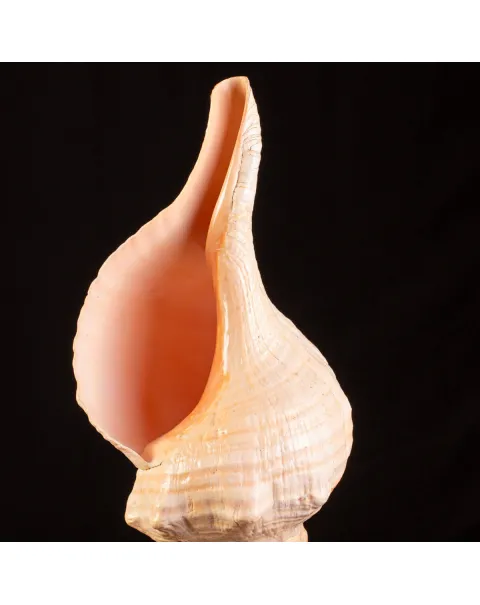 Rara Triplofusus Giganteus.