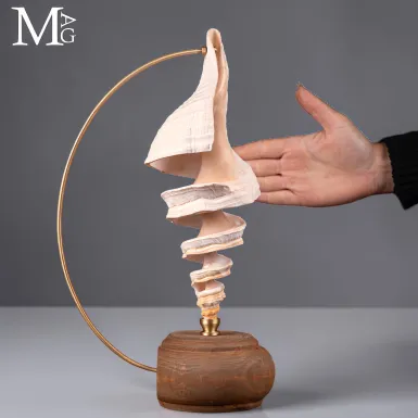Triplofusus Giganteus Intagliato – La Spirale Se...