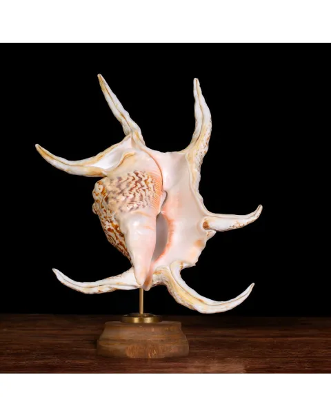 Harpago Lambis Chiragra.