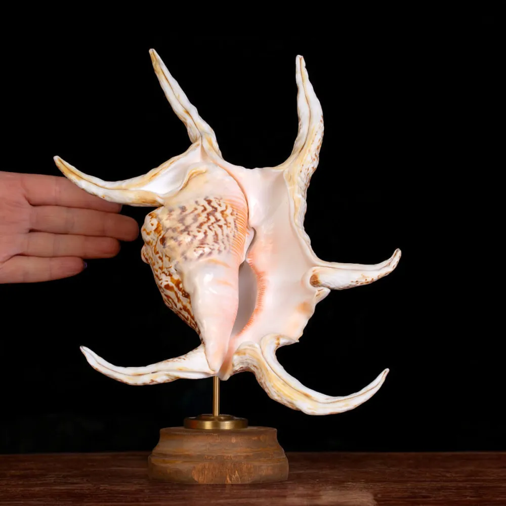 Harpago Lambis Chiragra.