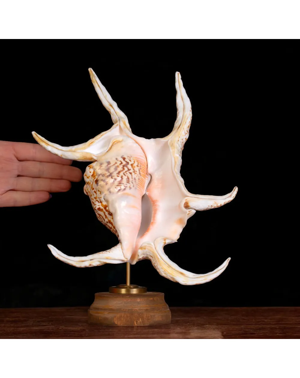 Harpago Lambis Chiragra.