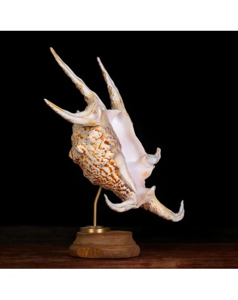 Harpago Lambis Chiragra.