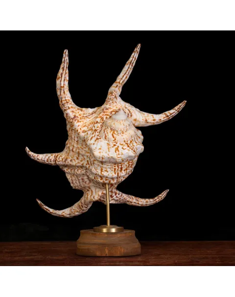 Harpago Lambis Chiragra.