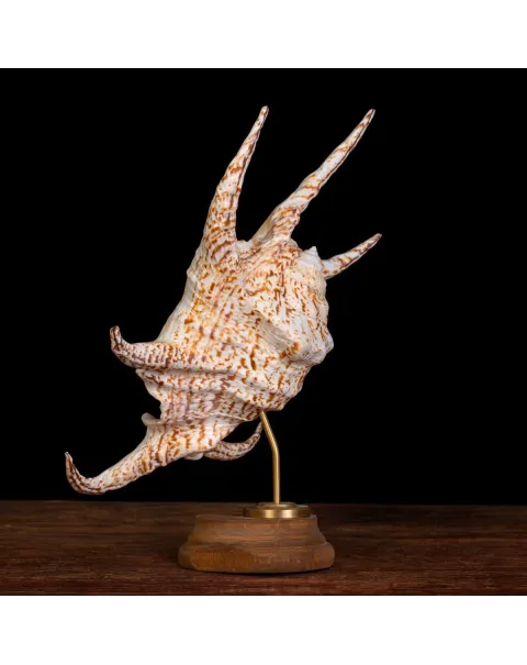 Harpago Lambis Chiragra.