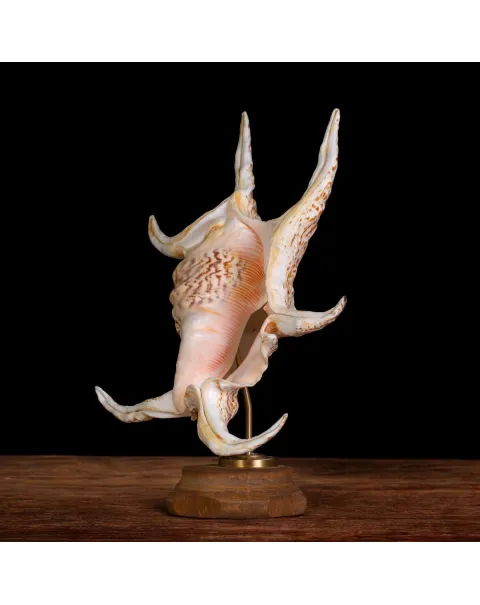 Harpago Lambis Chiragra.