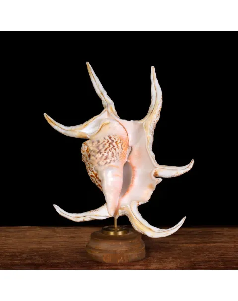 Harpago Lambis Chiragra.