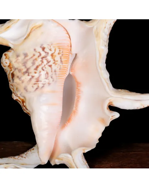 Harpago Lambis Chiragra.