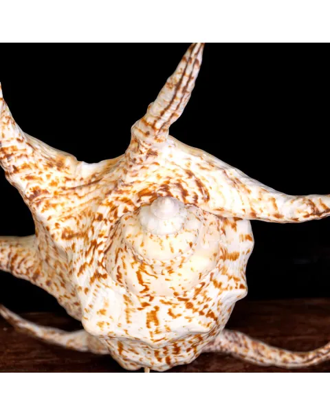 Harpago Lambis Chiragra.