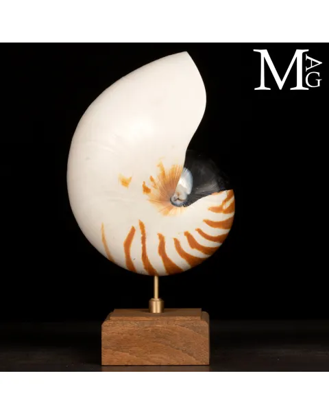 Nautilus montato su base in legno.
