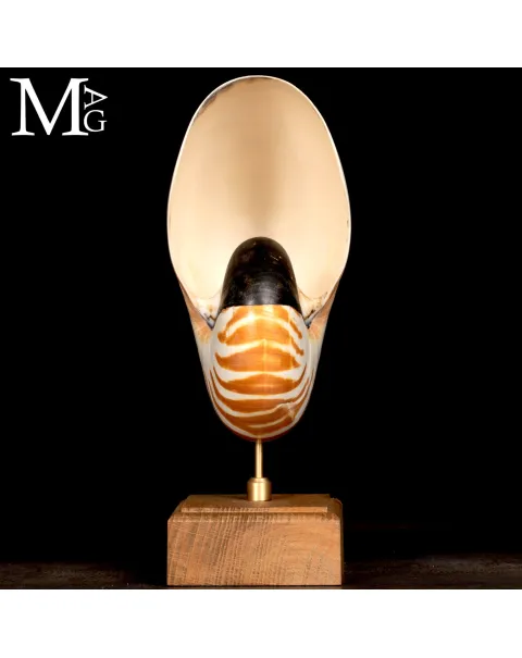 Nautilus montato su base in legno.