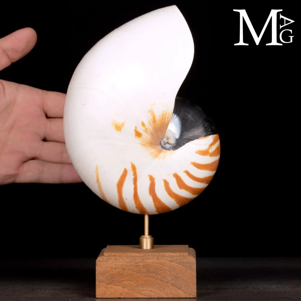 Nautilus montato su base in legno.
