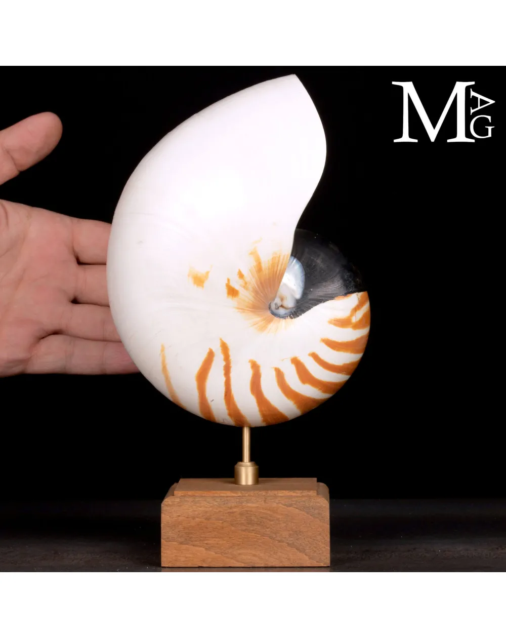 Nautilus montato su base in legno.
