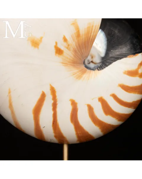 Nautilus montato su base in legno.