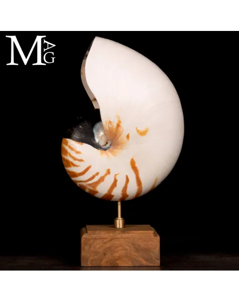 Nautilus montato su base in legno.