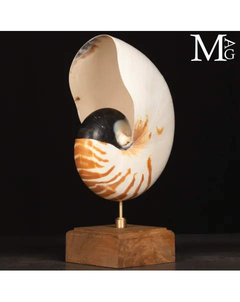 Nautilus montato su base in legno.