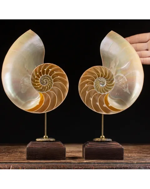 Nautilus Pompilius su Piedistallo