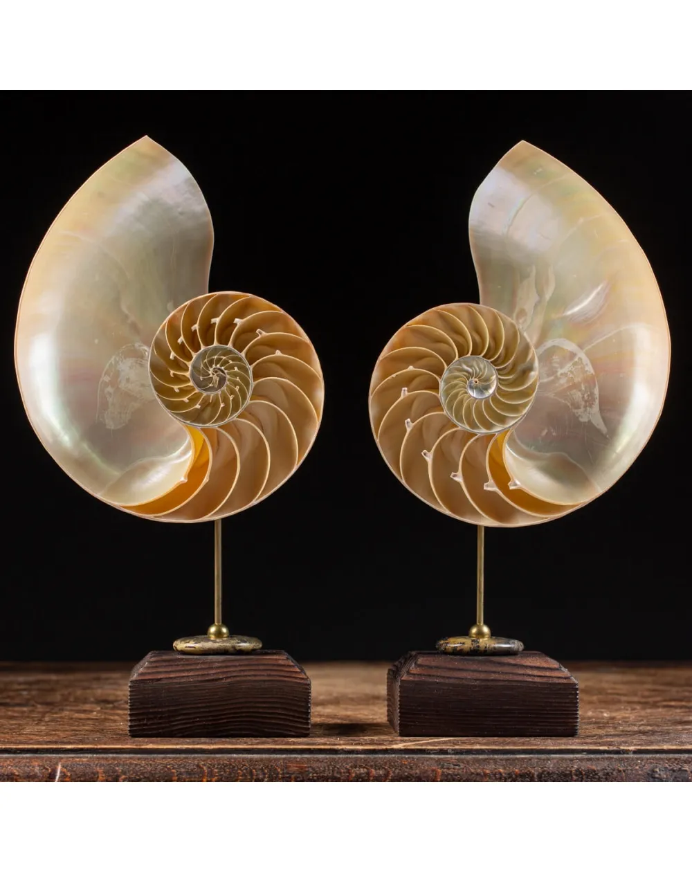 Nautilus Pompilius su Piedistallo