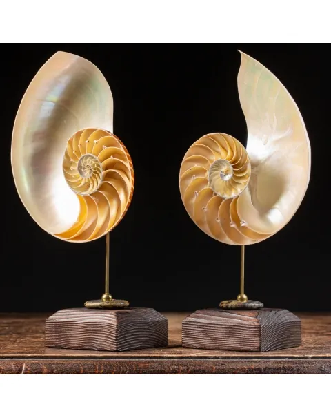 Nautilus Pompilius su Piedistallo