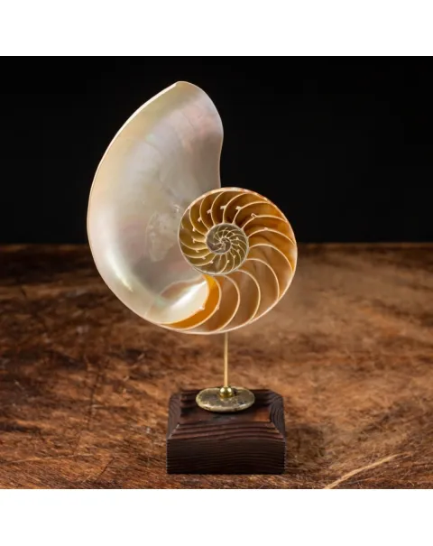 Nautilus Pompilius su Piedistallo