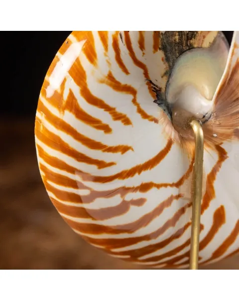 Nautilus Pompilius su Piedistallo