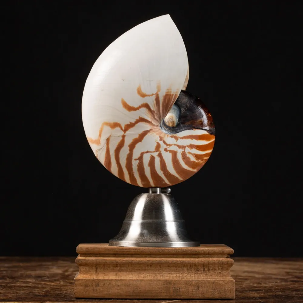 Nautilus Pompilius su Piedistallo