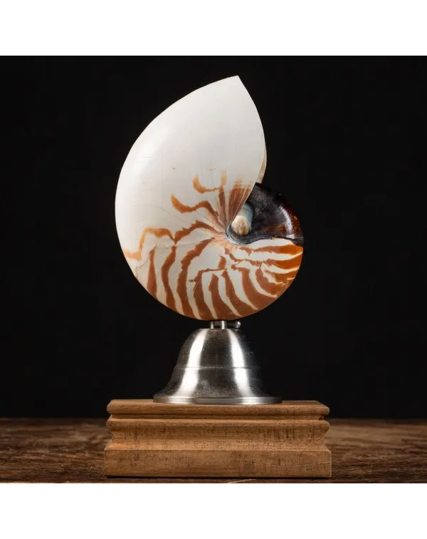 Nautilus Pompilius su Piedistallo