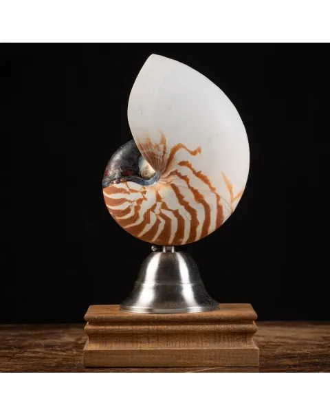 Nautilus Pompilius su Piedistallo