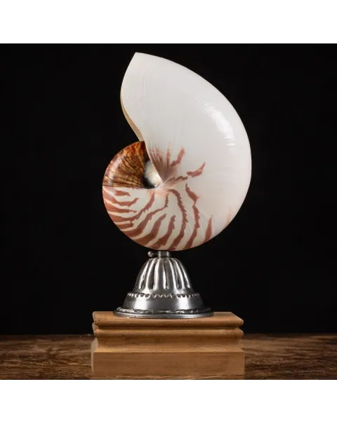 Nautilus Pompilius su Piedistallo