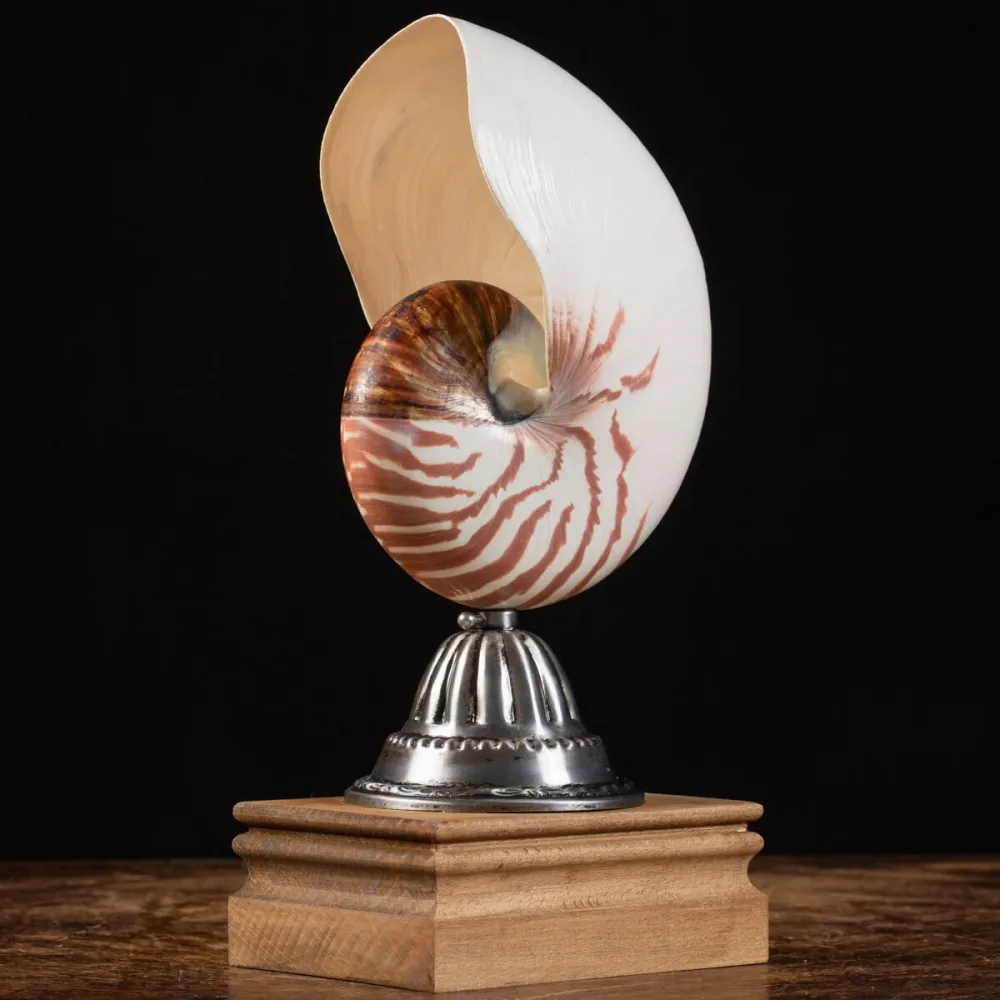 Nautilus Pompilius su Piedistallo